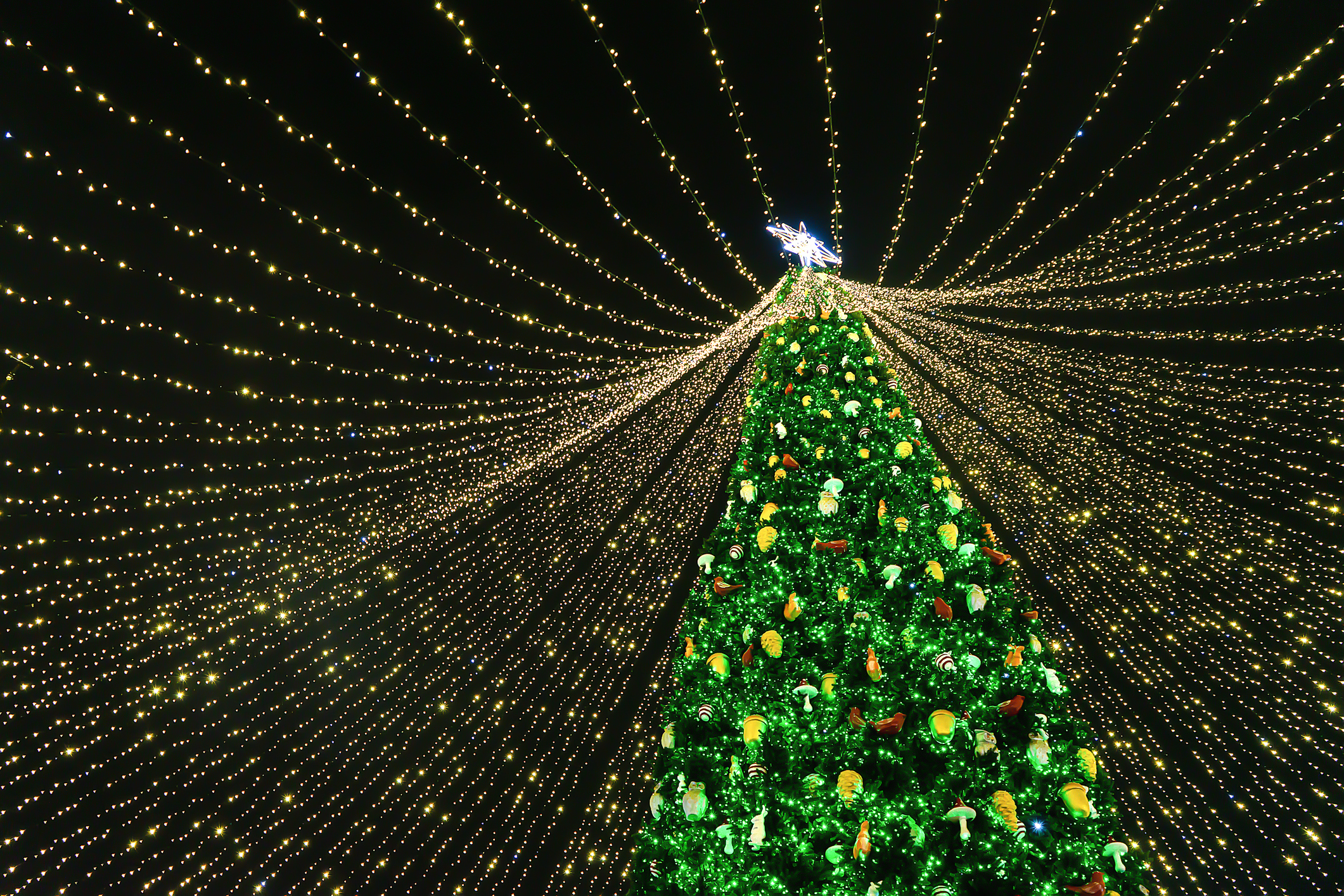 Holiday lights of the city Christmas tree.