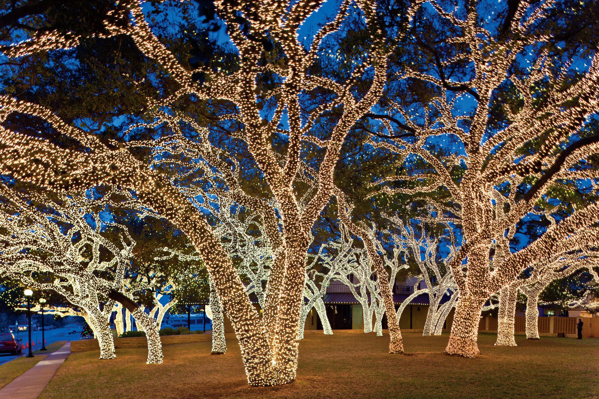 lights on trees