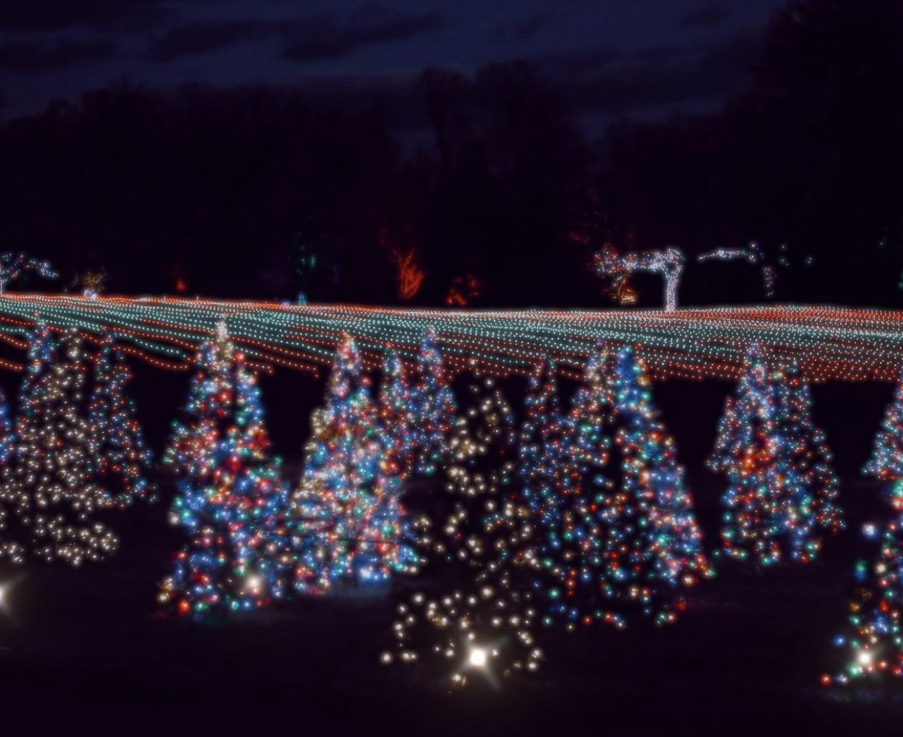 Home North Carolina Holiday Lights
