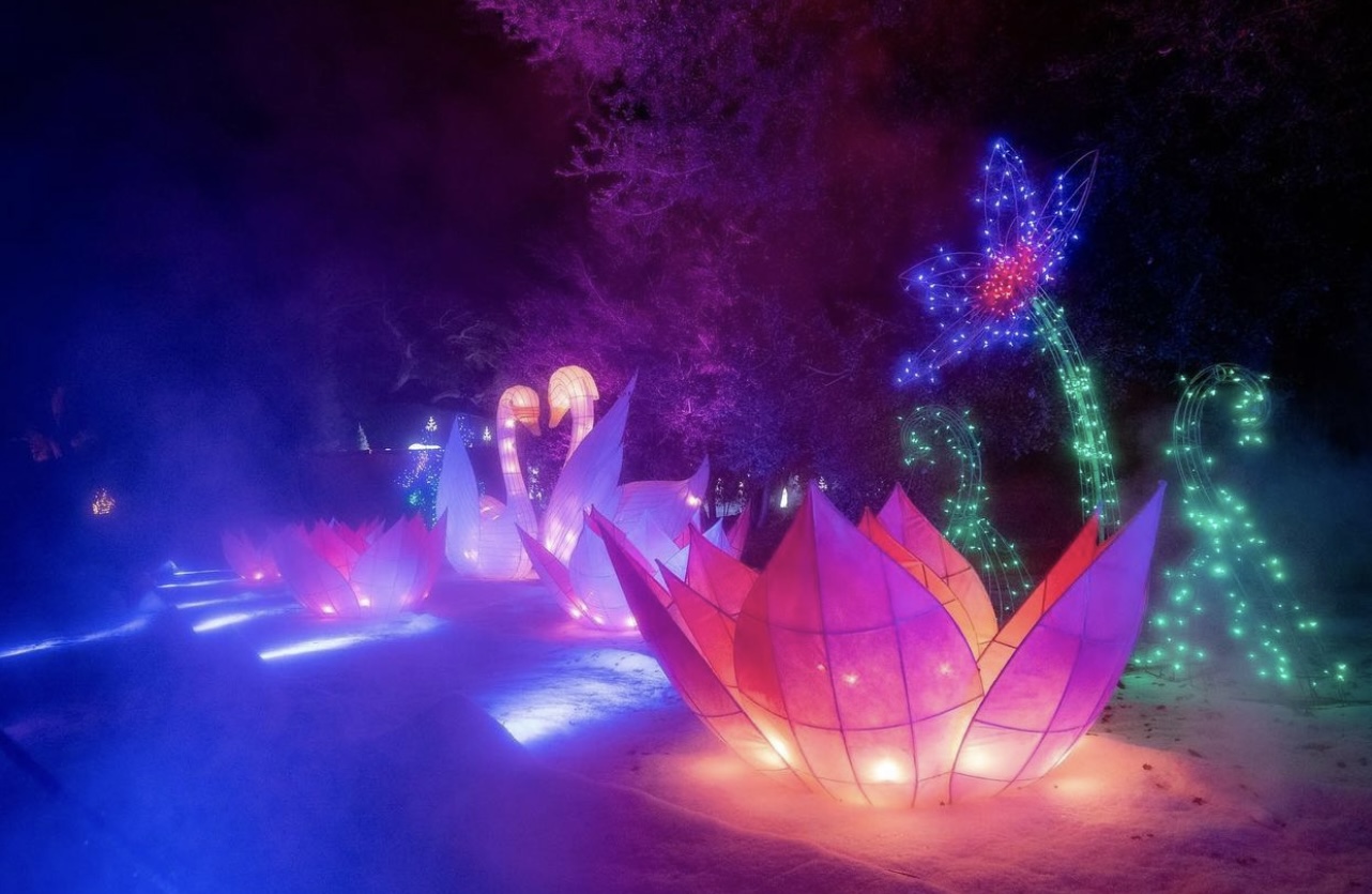 Holiday Lights Swan